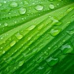 Drop water on green leaf